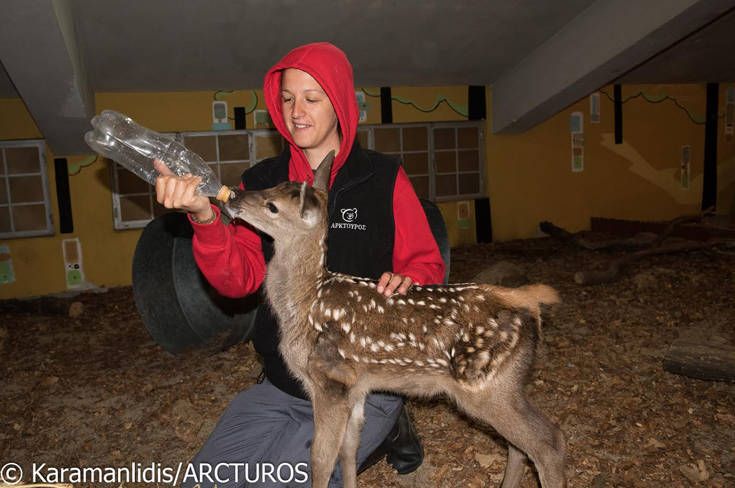 Άνθρωποι του «Αρκτούρου» διέσωσαν μικρό ελάφι