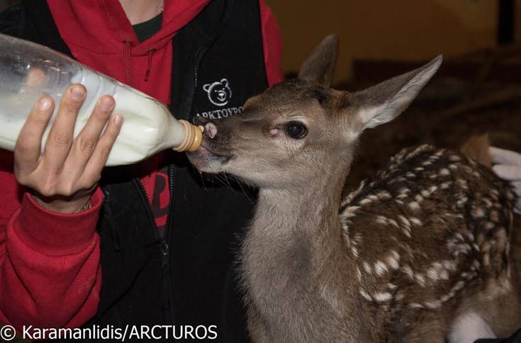 Άνθρωποι του «Αρκτούρου» διέσωσαν μικρό ελάφι
