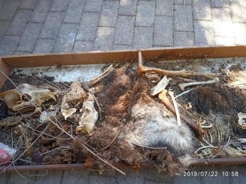 Σφαγείο στο Μοσχάτο