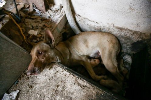 skylitsa_1.jpg skylitsa