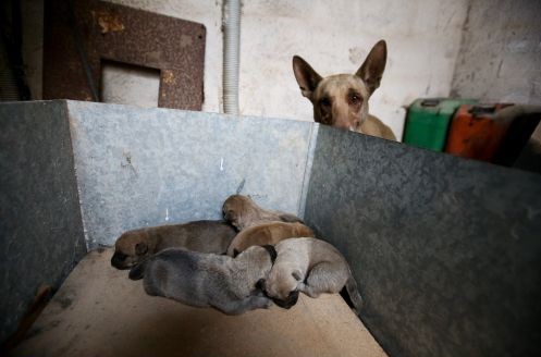 skylitsa_2.jpg skylitsa