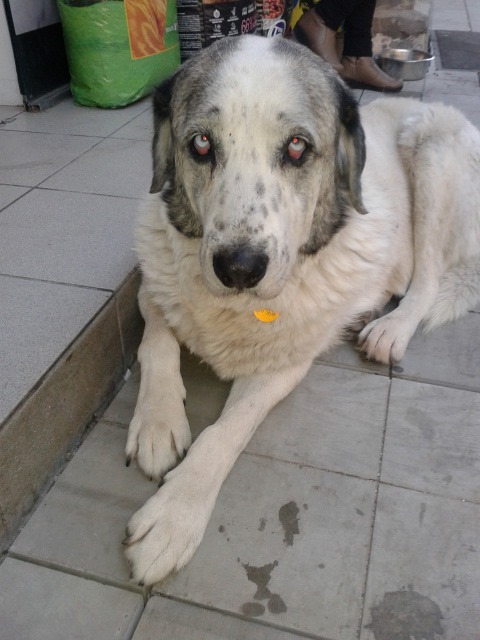 adespota thessaloniki 