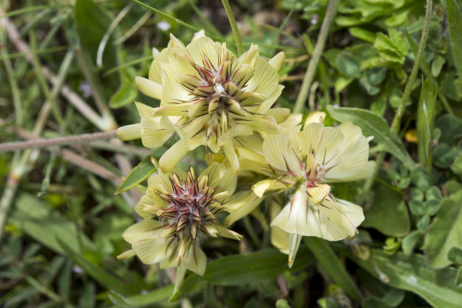 onobrychiscitrina_8663.jpg Onobrychis