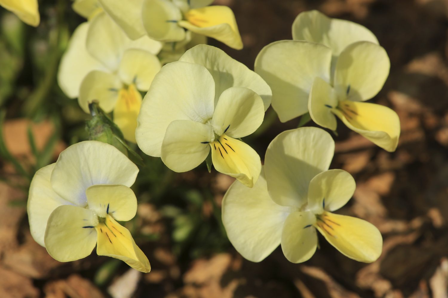 violavourinensis_7834.jpg viola