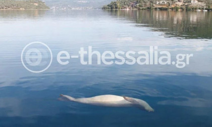 1572967_nekri-fokia-pilio1.jpg 1572967_nekri-fokia-pilio1.jpg