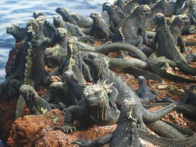 gkalapagkos.jpg Γκαλαπάγκος