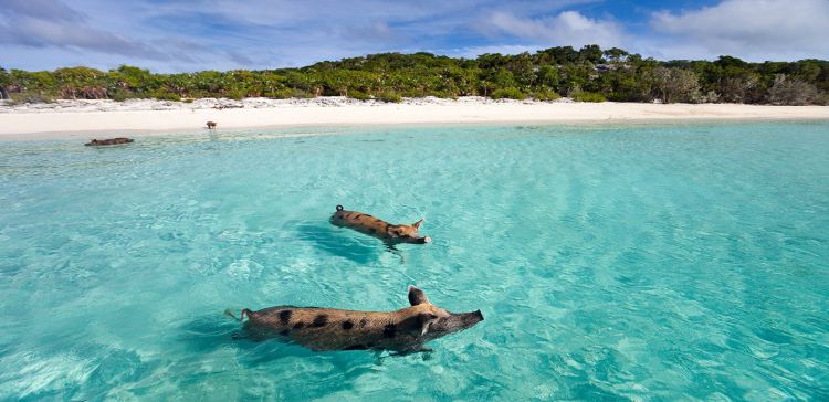 pig-beack.jpg Μπαχάμες