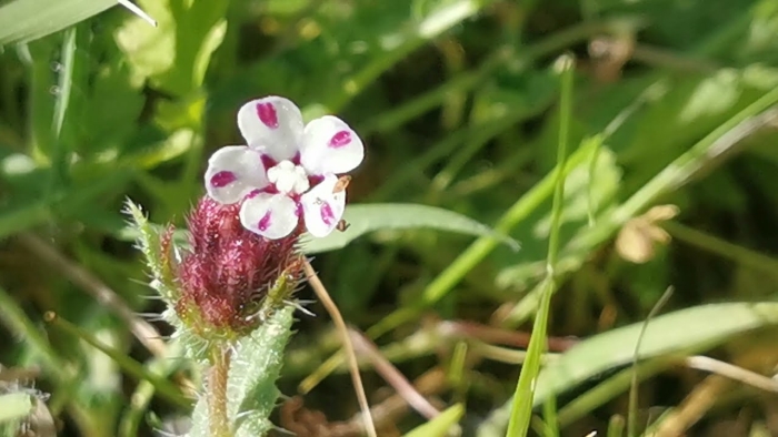 aghoysela_i_poikilohromi.jpg Αγχουσέλα η ποικιλόχρωμη