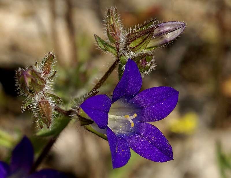 kampanoyla_i_drabofylli.jpg Καμπανούλα η δραβόφυλλη