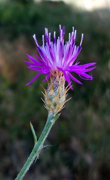 kentayria_i_attiki.jpg Κενταύρια η αττική