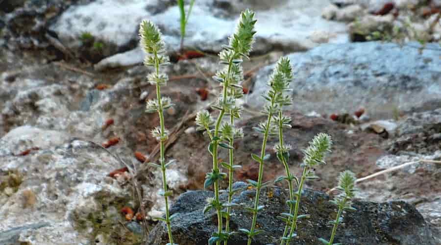 mikromeria_tis_akropolis.jpg Μικρομέρια της Ακρόπολης