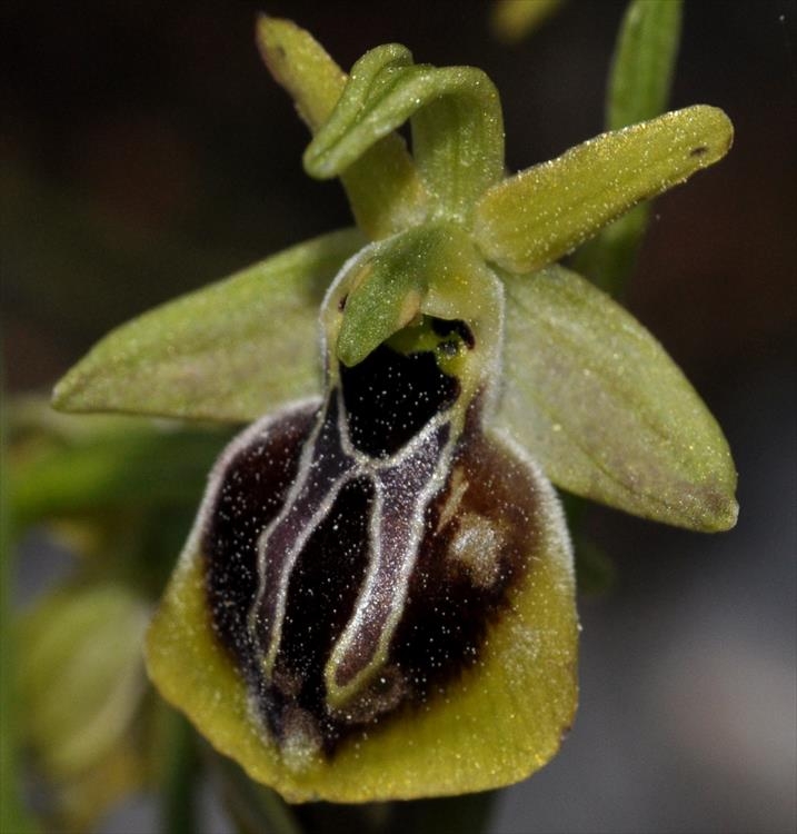 ofrys_toy_asklipioy.jpg Οφρύς του Ασκληπιού