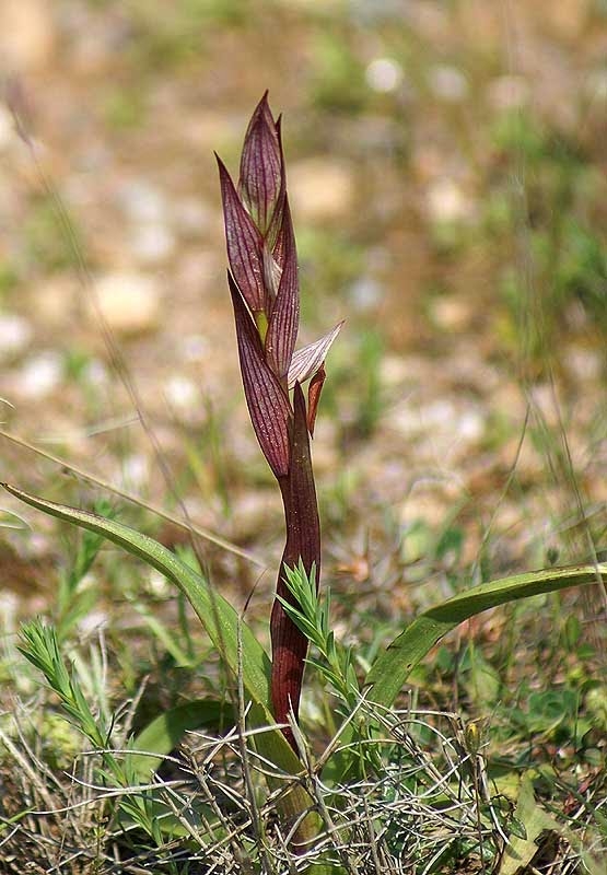 serapias_toy_mpergkon.jpg Σεραπιάς του Μπεργκόν