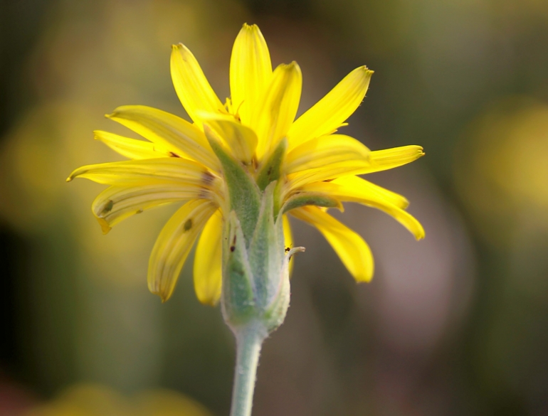 skorzonera_i_krokofylli.jpg Σκορζονέρα η κροκόφυλλη