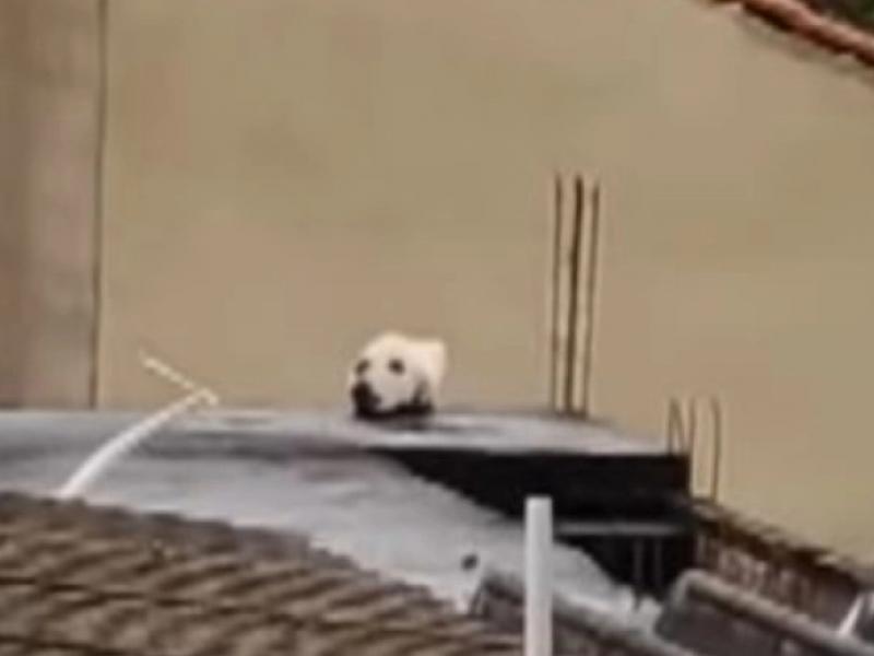 Η οπτική ψευδαίσθηση που έχει σαστίσει τους χρήστες