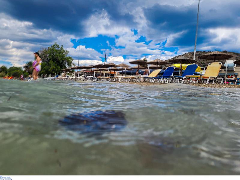 Μωβ μέδουσες: Νέα "έκρηξη" – Πού θα "χτυπήσουν" τις επόμενες μέρες