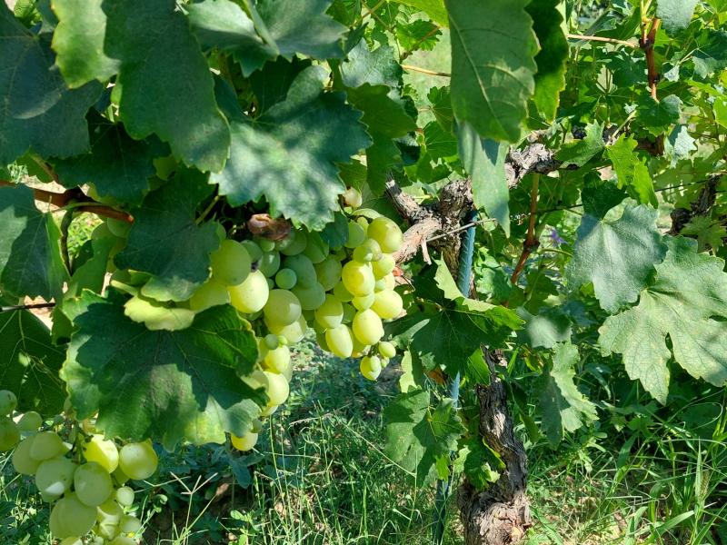 Σταφύλια: Το καλοκαιρινό φρούτο-υπερτροφή για καρδιά, εγκέφαλο και έντερο