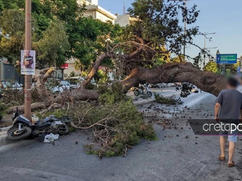 Θάνατος 51χρονου που καταπλακώθηκε από δέντρο στην Κρήτη: Αυτοψία είχε δείξει την επικίνδυνη κλίση του πεύκου