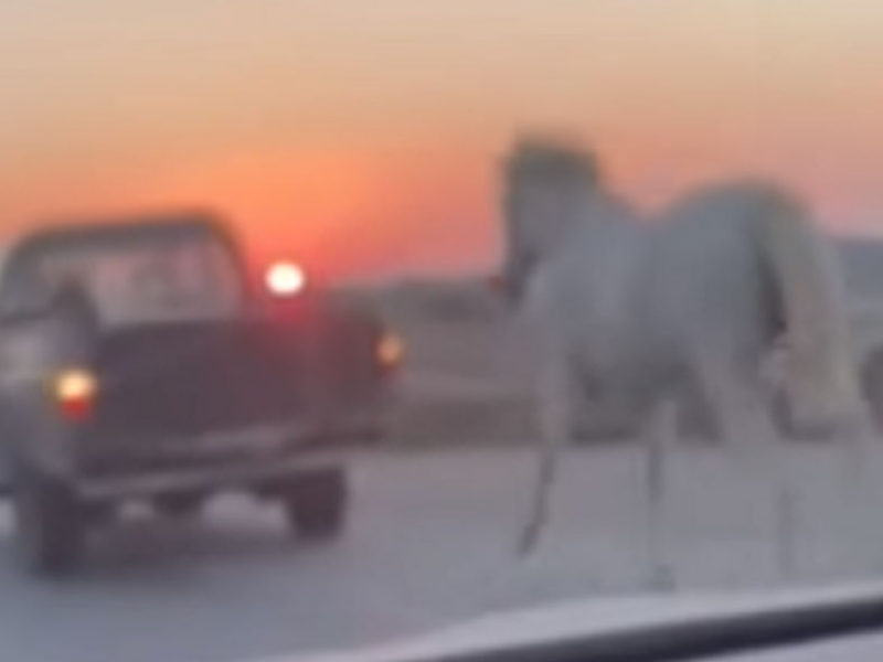 kakopoiisi_alogo_mikons