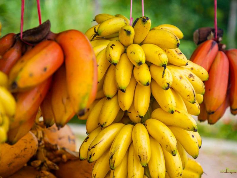 Μπανάνες: Γιατί οι «κλωστές» δεν πρέπει να πετιούνται