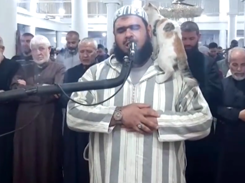 γατα ραμαζανι