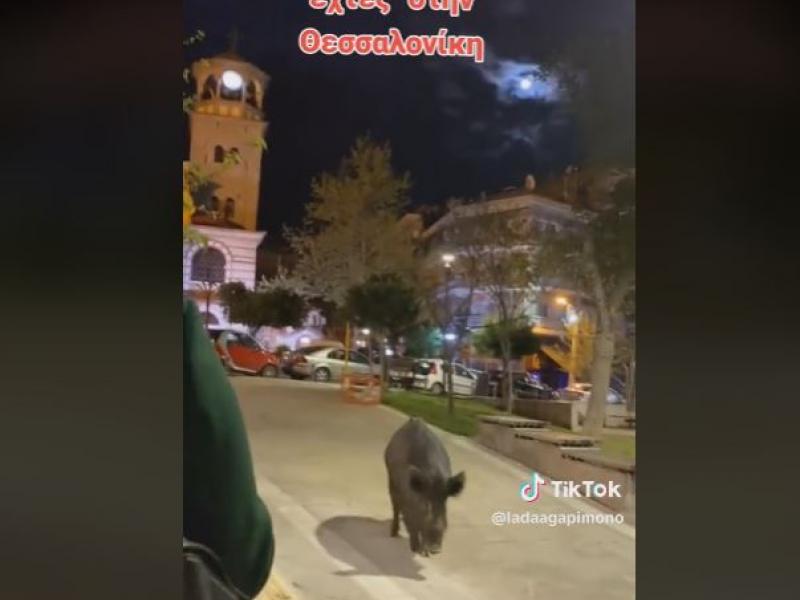 αγριογούρουνο