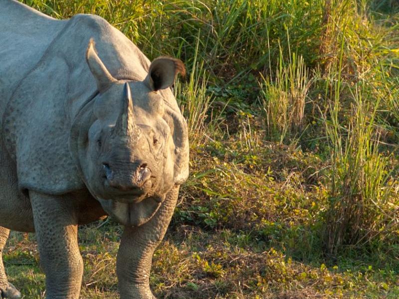 Eπισκέπτης σε ζωολογικό κήπο έκανε μπάνιο... σε κλουβί ρινόκερου