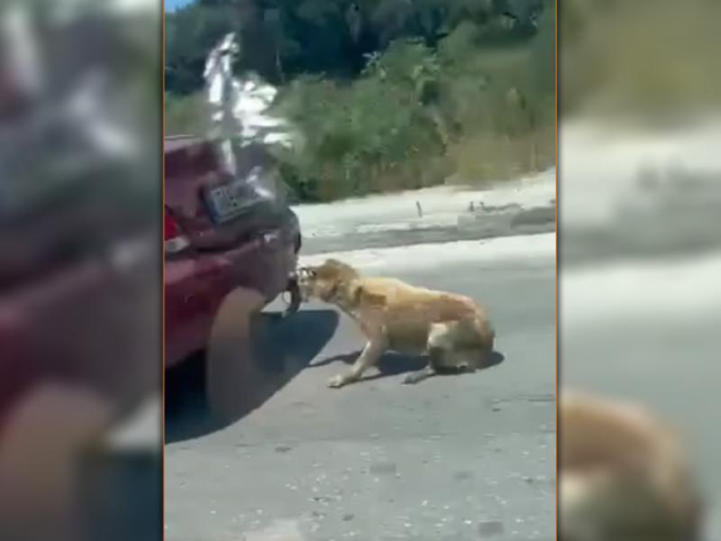 Ζάκυνθος: Ελεύθερος χωρίς περιοριστικούς όρους ο 75χρονος που έσερνε το σκυλί με το ΙΧ