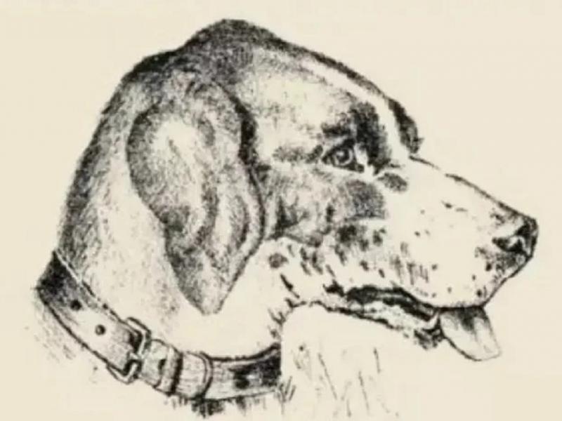 Οφθαλμαπάτη με σκύλο