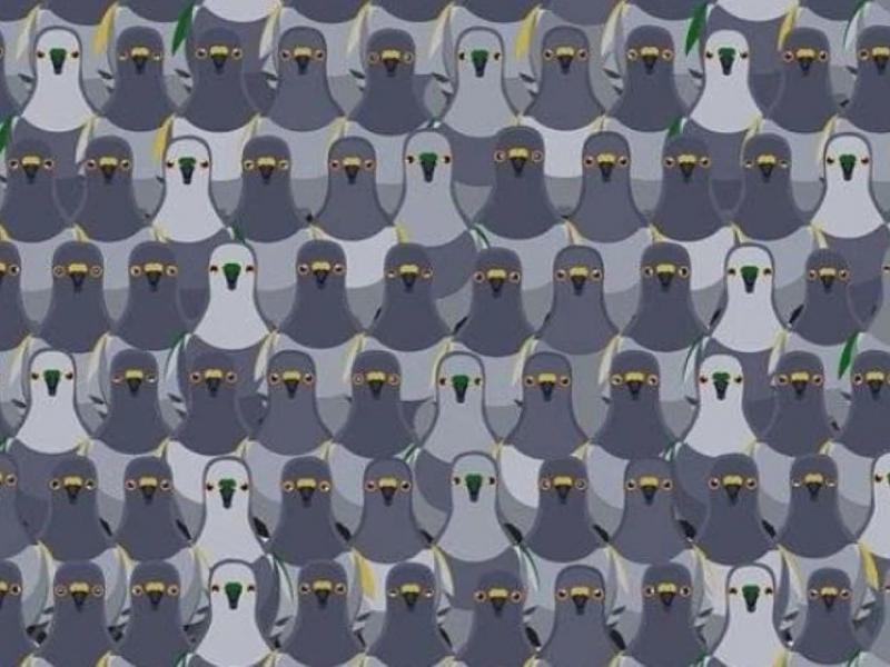 Σπαζοκεφαλιά με περιστέρια