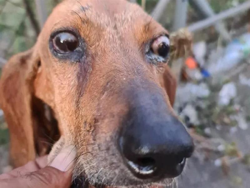 Κακοποίηση σκύλου