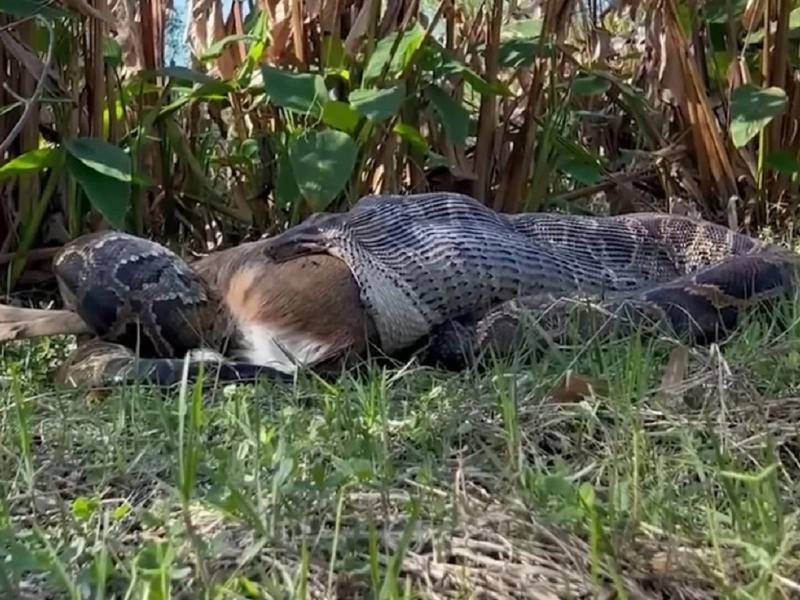 Επιστήμονες βρήκαν πύθωνα που κατάπινε ολόκληρο ελάφι