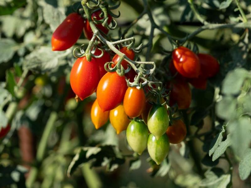 ντοματινια