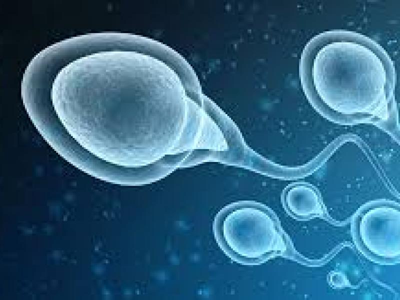 sperma