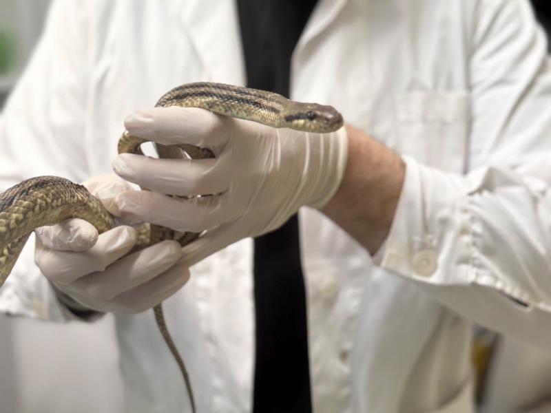 Βρέθηκε μεγάλο φίδι σε σχολείο στα Πατήσια