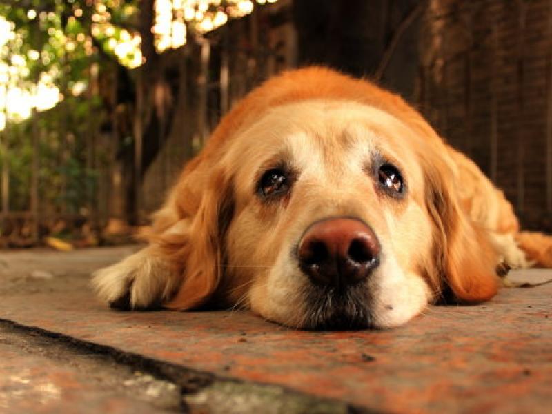 Από τον δρόμο στο σπίτι - Πώς νιώθει ένα αδέσποτο όταν υιοθετείται