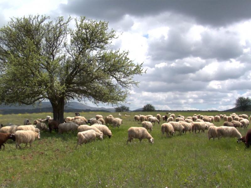 Βοσκοτόπια και πρόβατα