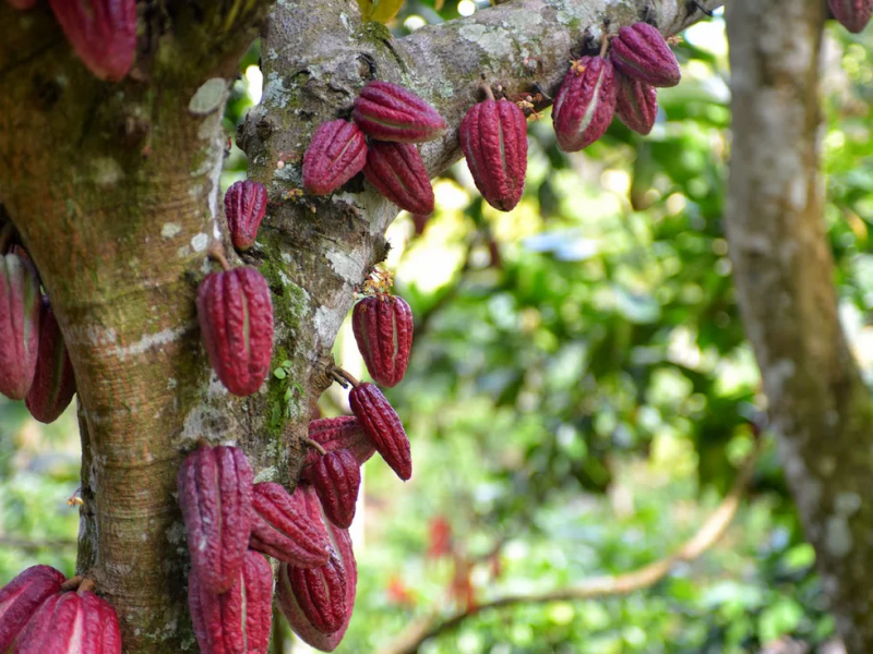 Κακαόδεντρο 
