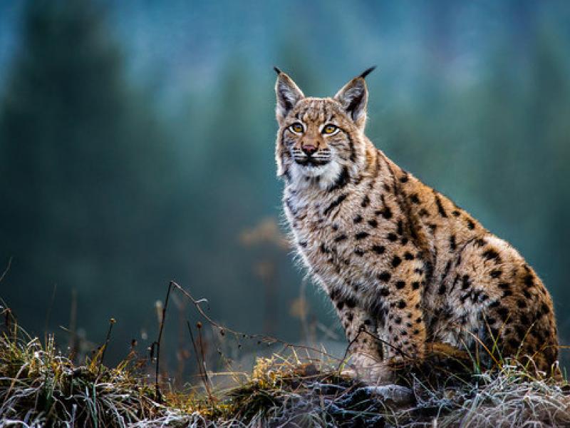 lynx
