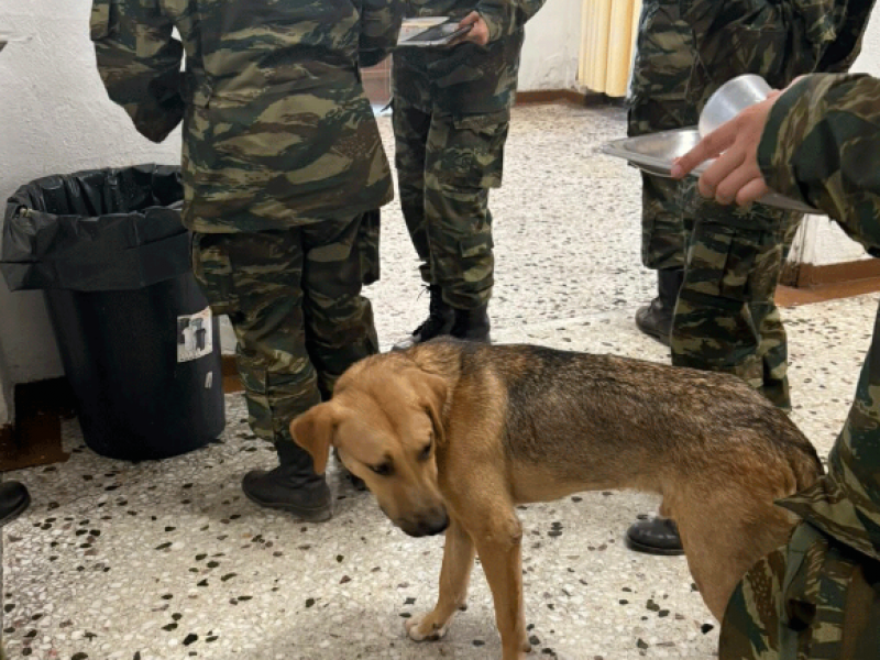 Καταγγελία-σοκ για παθητική κακοποίηση 17 σκύλων στο ΚΕΤΘ Αυλώνα