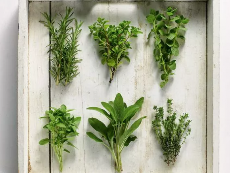 Μυρωδικό “φύλακας” της μνήμης: Προστασία από Αλτσχάιμερ