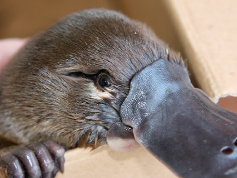 Θηλαστικά που σπάνε τους κανόνες της φύσης γεννώντας αυγά