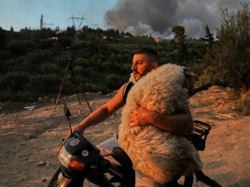Συγκλονιστική διάσωση στην Αχαΐα: Νεαρός σώζει πρόβατο από την πύρινη κόλαση της Πάτρας