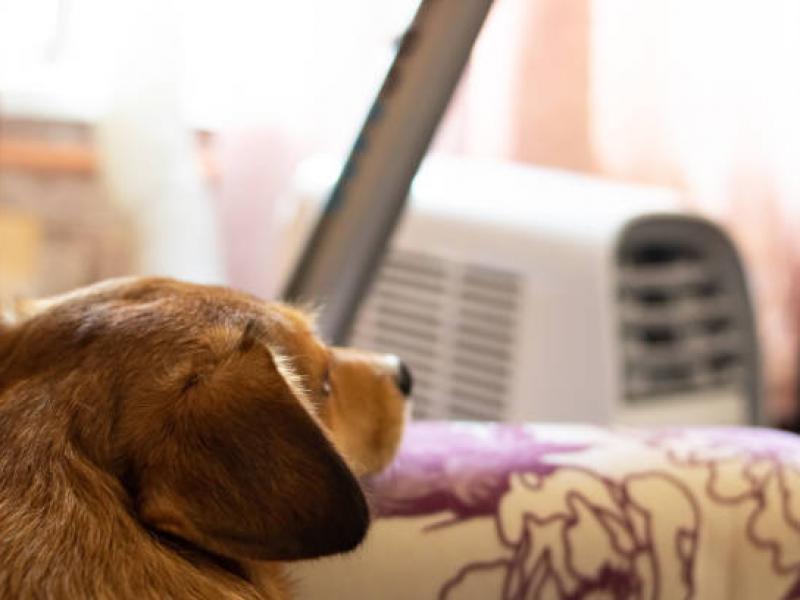 Το κλιματιστικό και η υγεία των κατοικιδίων μας