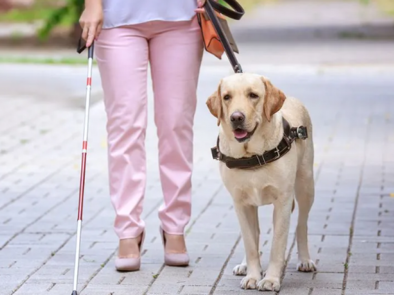 «Δεν μπορείτε να μπείτε με τον σκύλο. Εγώ κάνω κουμάντο»: Παραολυμπιονίκης θύμα διάκρισης από οδηγό ταξί (Vid)