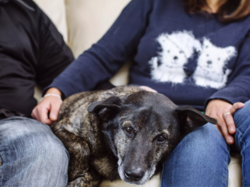 Αύξηση διαζυγίων και κατοικίδια: Ποιος κρατάει τον σκύλο;