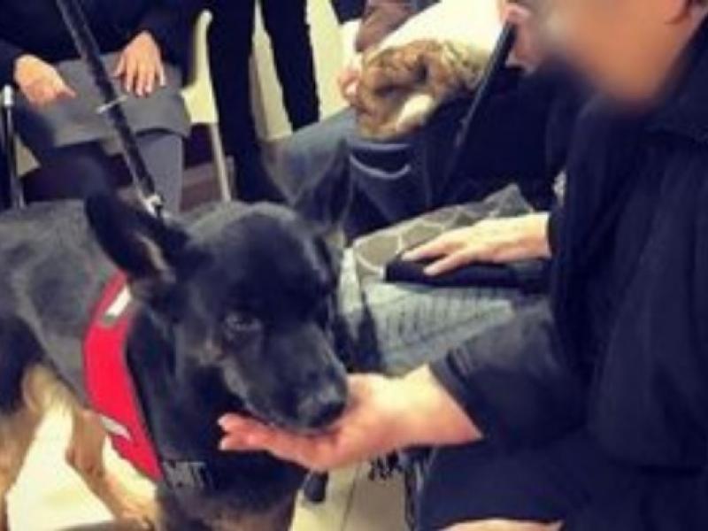 Ανάπηρος σκύλος έσωσε ένα νεογέννητο που το έθαψαν ζωντανό σε ένα χωράφι