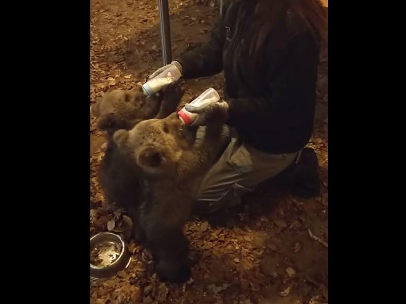 Μπράντλεϊ Κούπερ