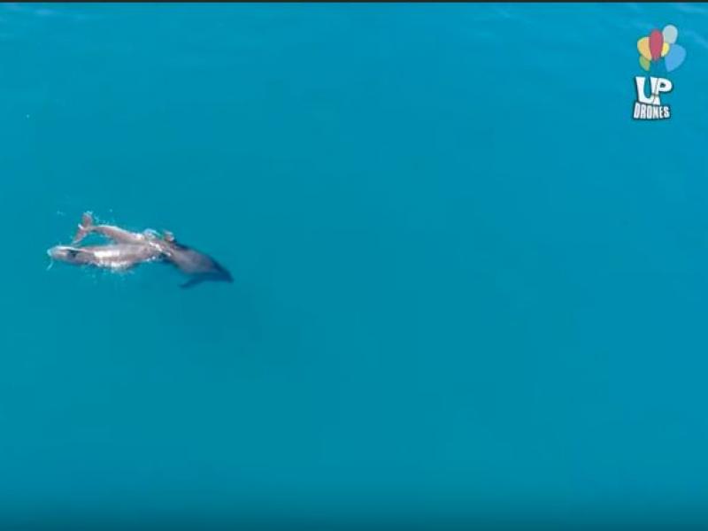 δελφινια θεολογος