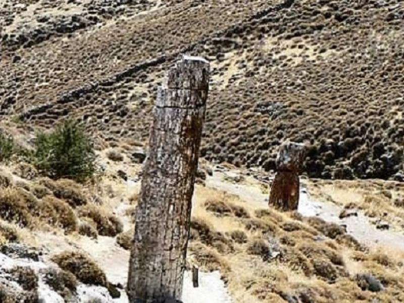 Απολιθωμένο Δάσος